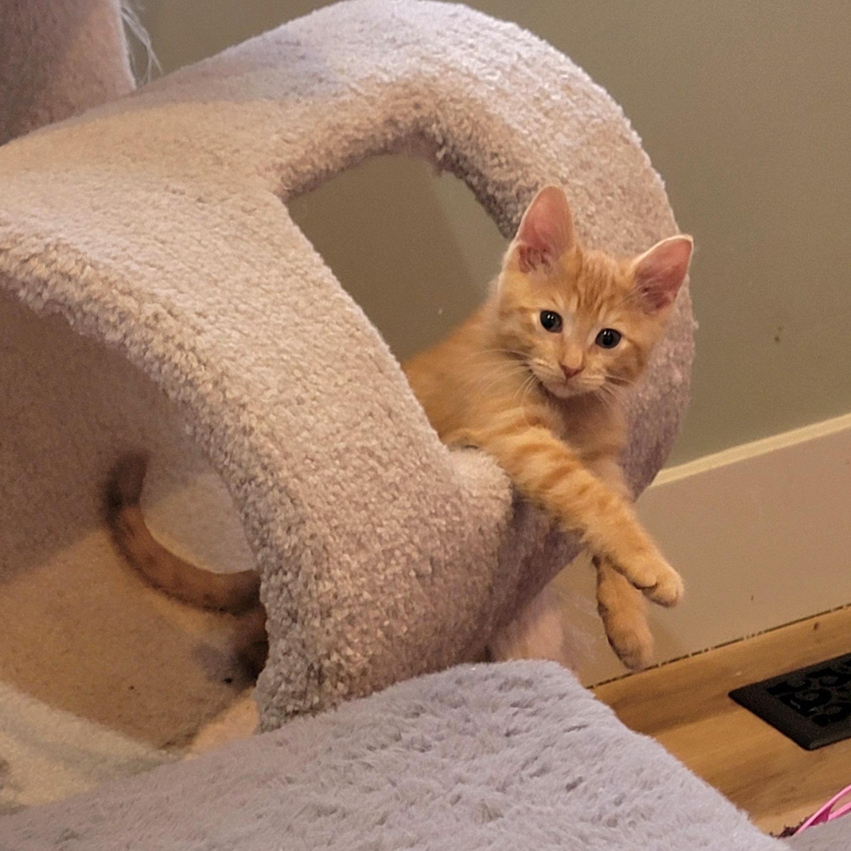 Frick Adopted 9.6.26, ADOPTABLE, Kitten Male Domestic Short Hair.