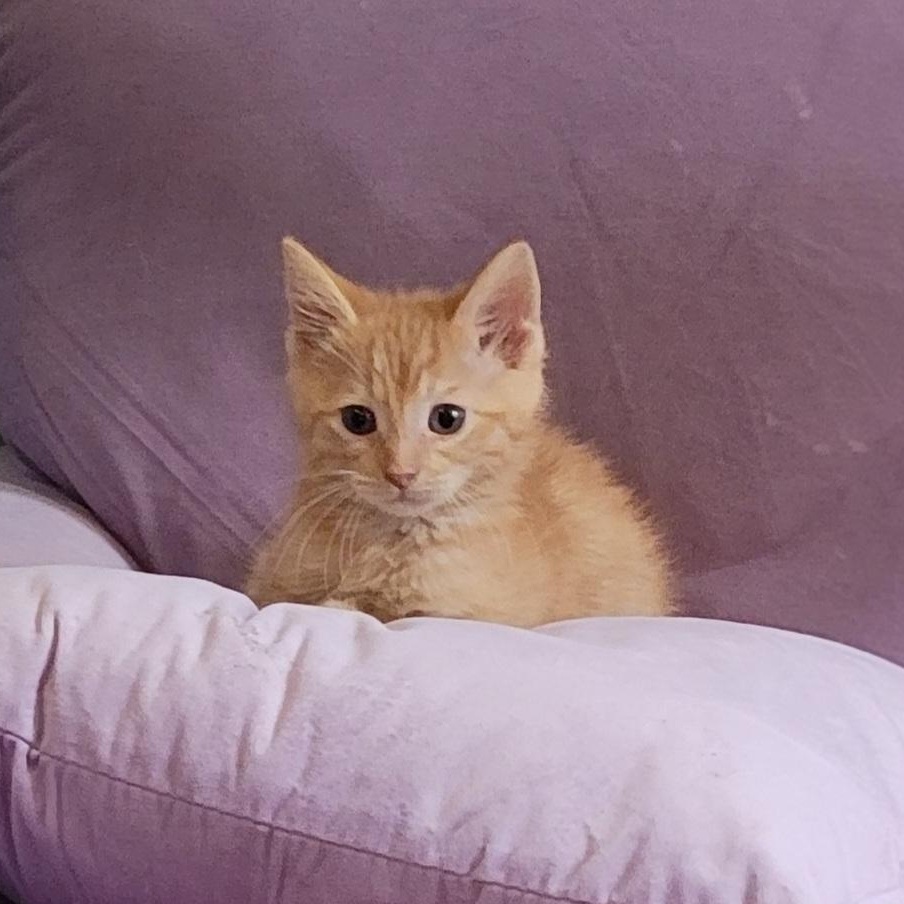 Frick Adopted 9.6.26, a ADOPTABLE Domestic Short Hair in Wyandotte, MI image 2/6