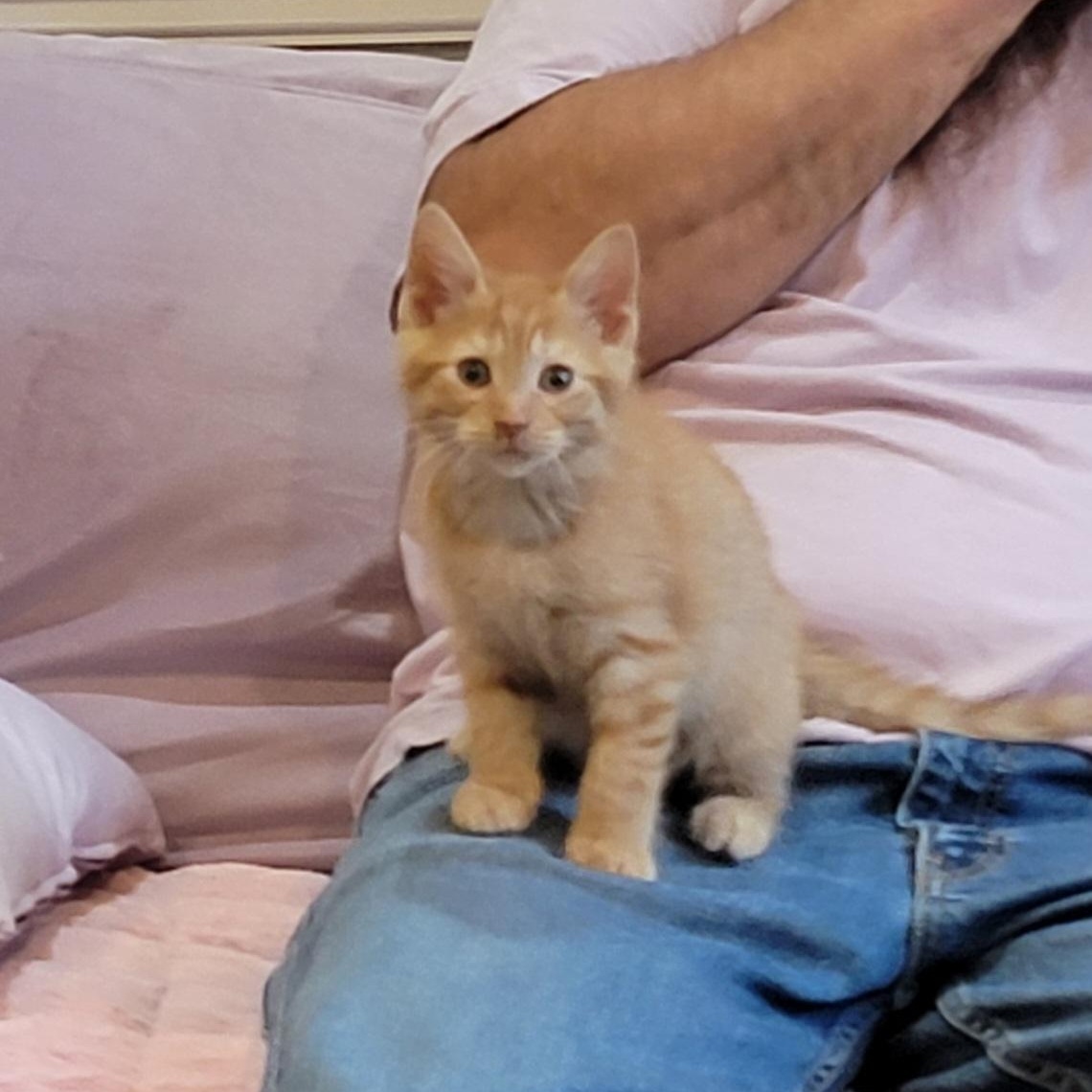 Frick Adopted 9.6.26, a ADOPTABLE Domestic Short Hair in Wyandotte, MI image 6/6