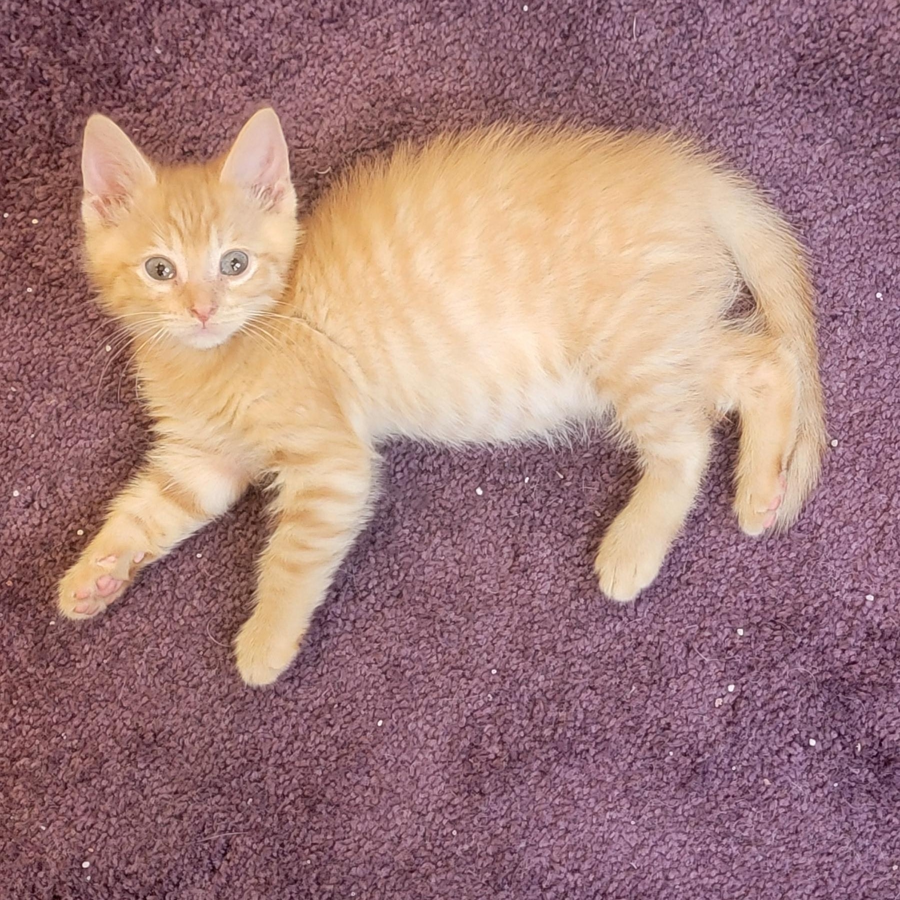 Frick Adopted 9.6.26, a ADOPTABLE Domestic Short Hair in Wyandotte, MI image 3/6