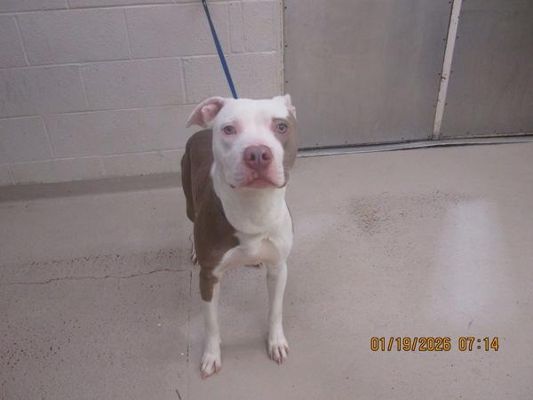 Enlarge Kayo (800), a Adoptable mixed breed in Marietta, GA image 1/1