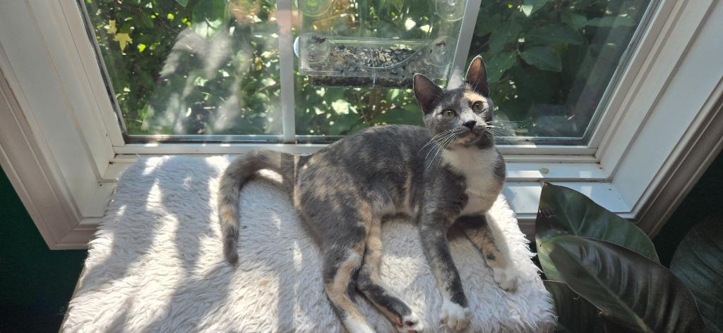Bettina26, Adoptable, Kitten Female Domestic Short Hair.