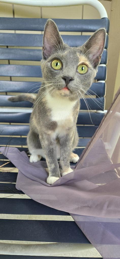 Enlarge Bettina26, a Adoptable mixed breed in Youngsville, NC image 2/5