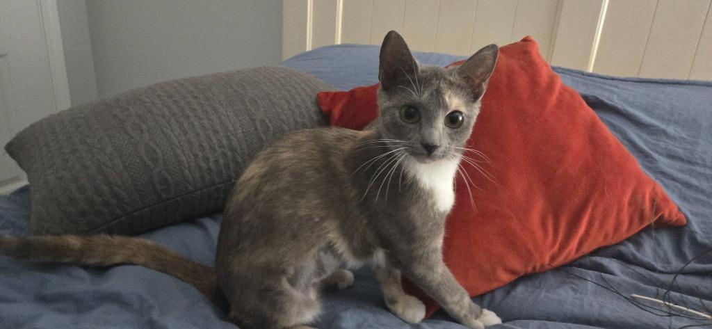 Enlarge Bettina26, a Adoptable mixed breed in Youngsville, NC image 4/5