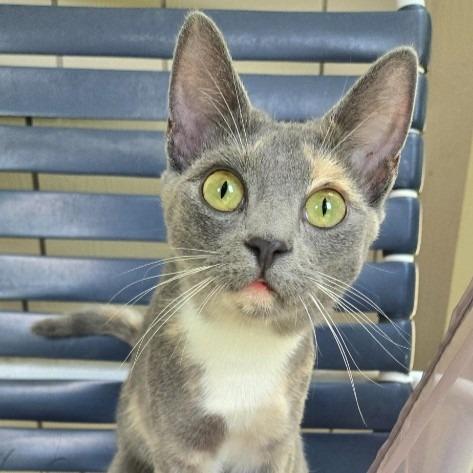Enlarge Bettina26, a Adoptable mixed breed in Youngsville, NC image 5/5