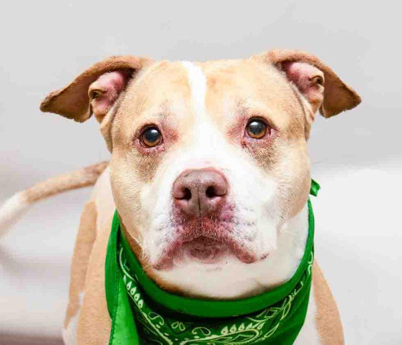 Chico, a ADOPTABLE mixed breed in Sanford, FL image 1/2