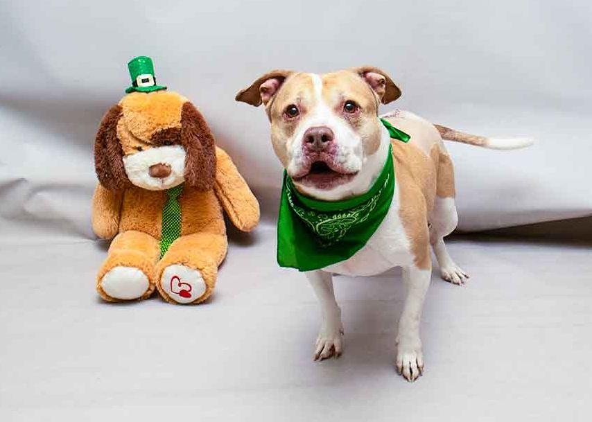Chico, a ADOPTABLE mixed breed in Sanford, FL image 2/2