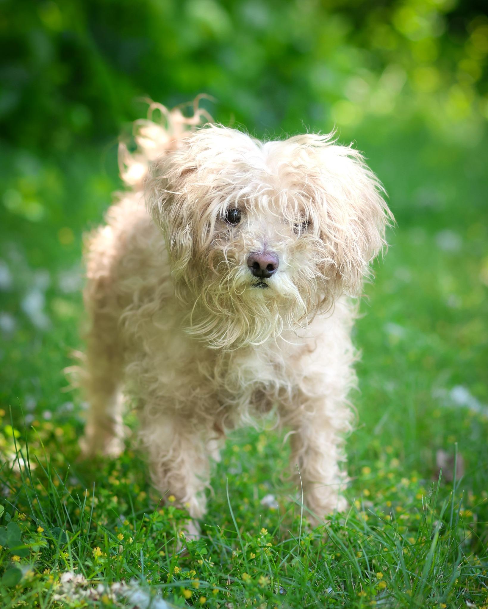 Enlarge Vivaldi, an adopted mixed breed in Bridgeport, CT image 1/1