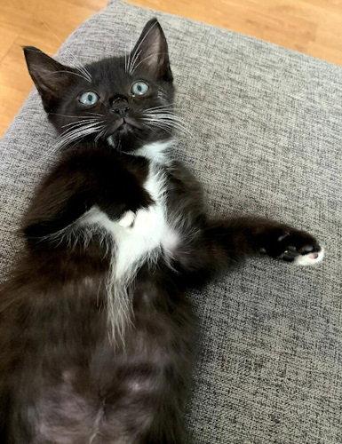 Moto - PSP, Adopted, Kitten Female Domestic Short Hair.