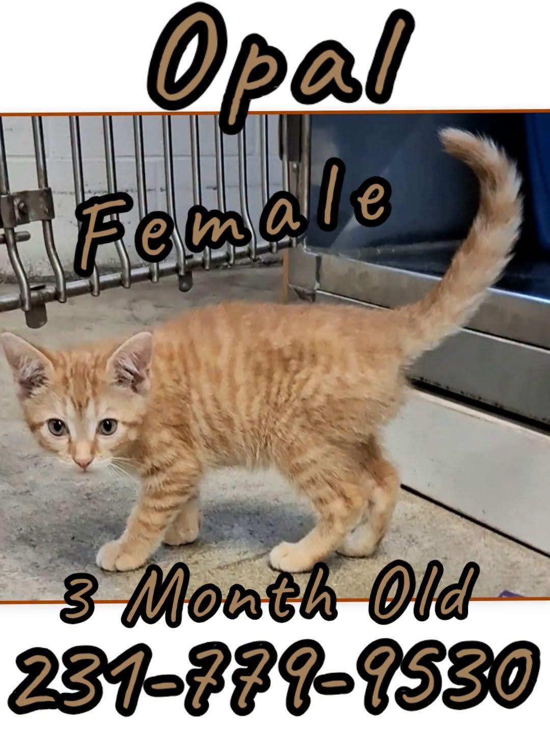 OPAL, Adoptable, Kitten Female Domestic Short Hair.