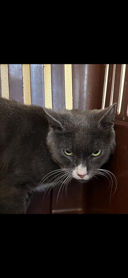 Shannon, Adoptable, Young Female Domestic Short Hair & Domestic Short Hair.