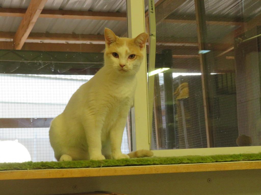 Enlarge Tonto, a Adoptable mixed breed in Hot Springs, SD image 1/1