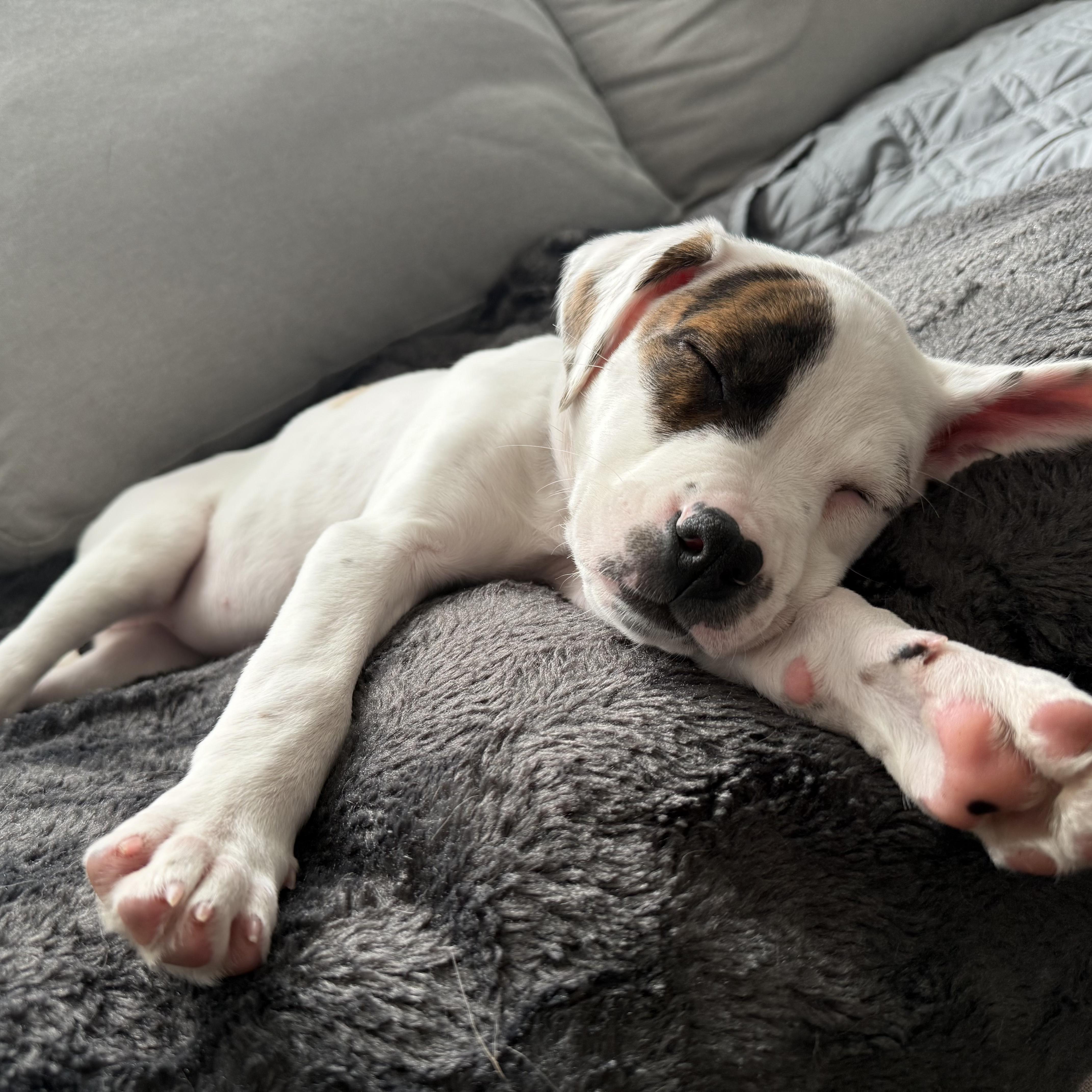 Jupiter, an adopted mixed breed in Crystal Lake, IL image 4/6