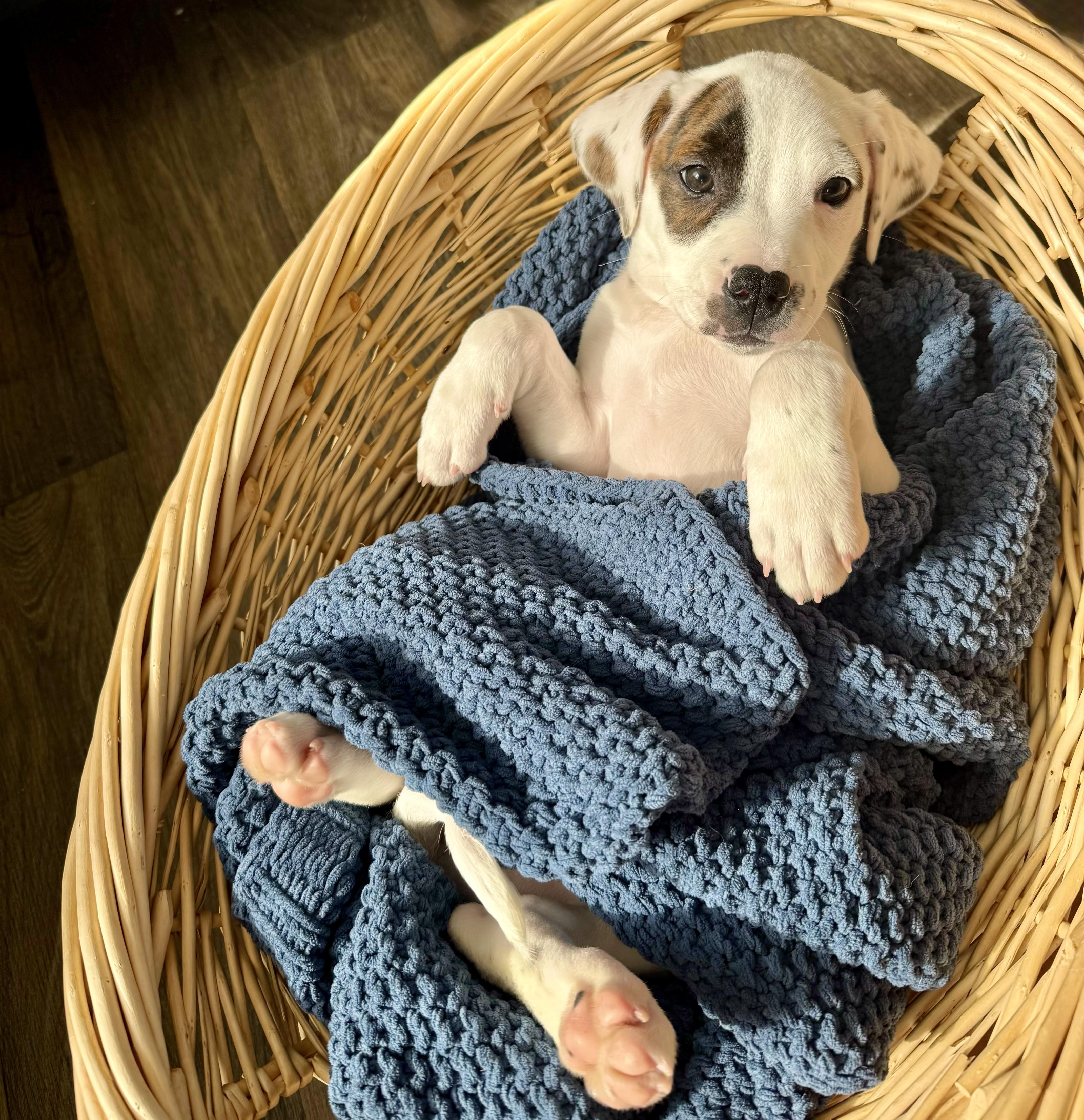 Jupiter, an adopted mixed breed in Crystal Lake, IL image 1/6