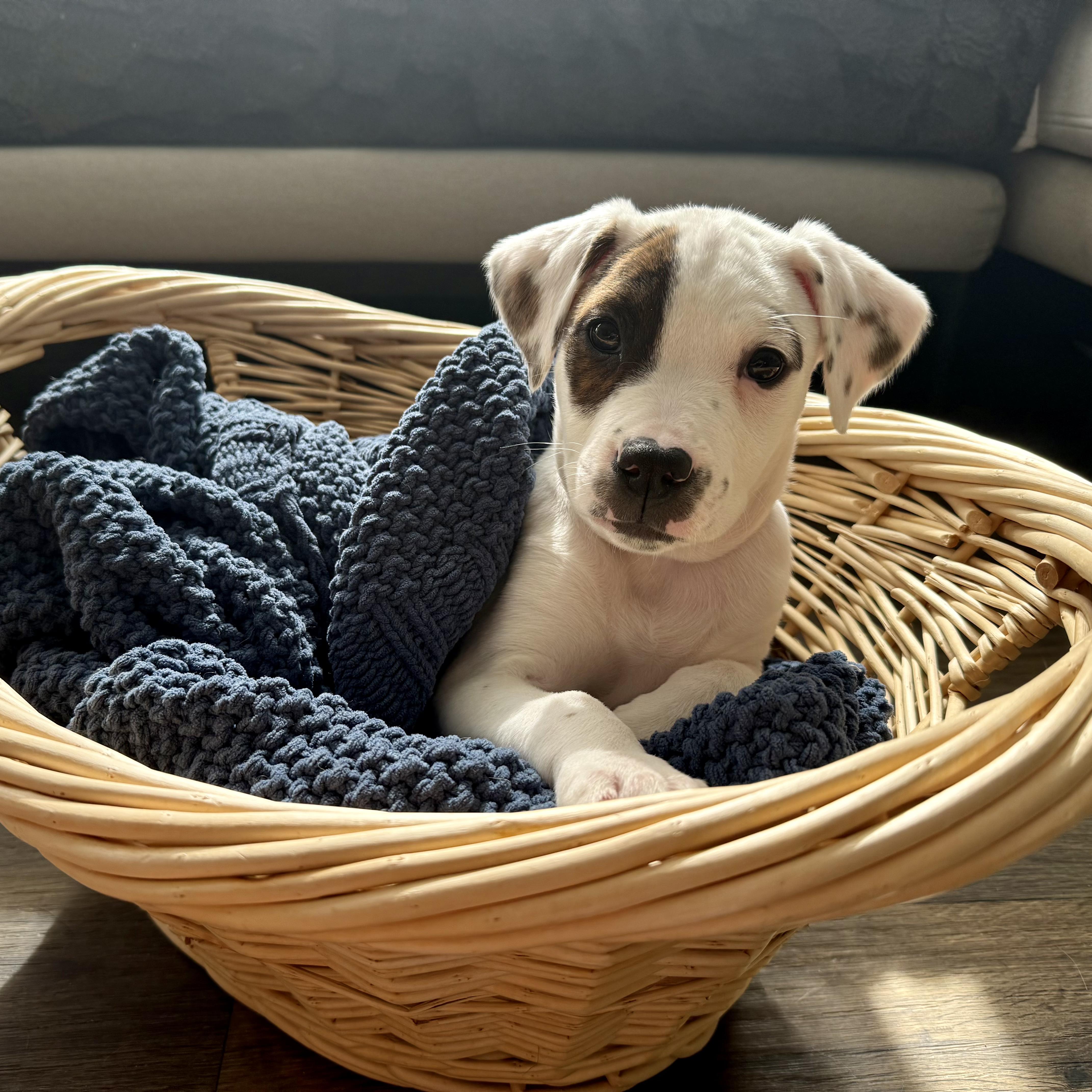 Jupiter, an adopted mixed breed in Crystal Lake, IL image 5/6