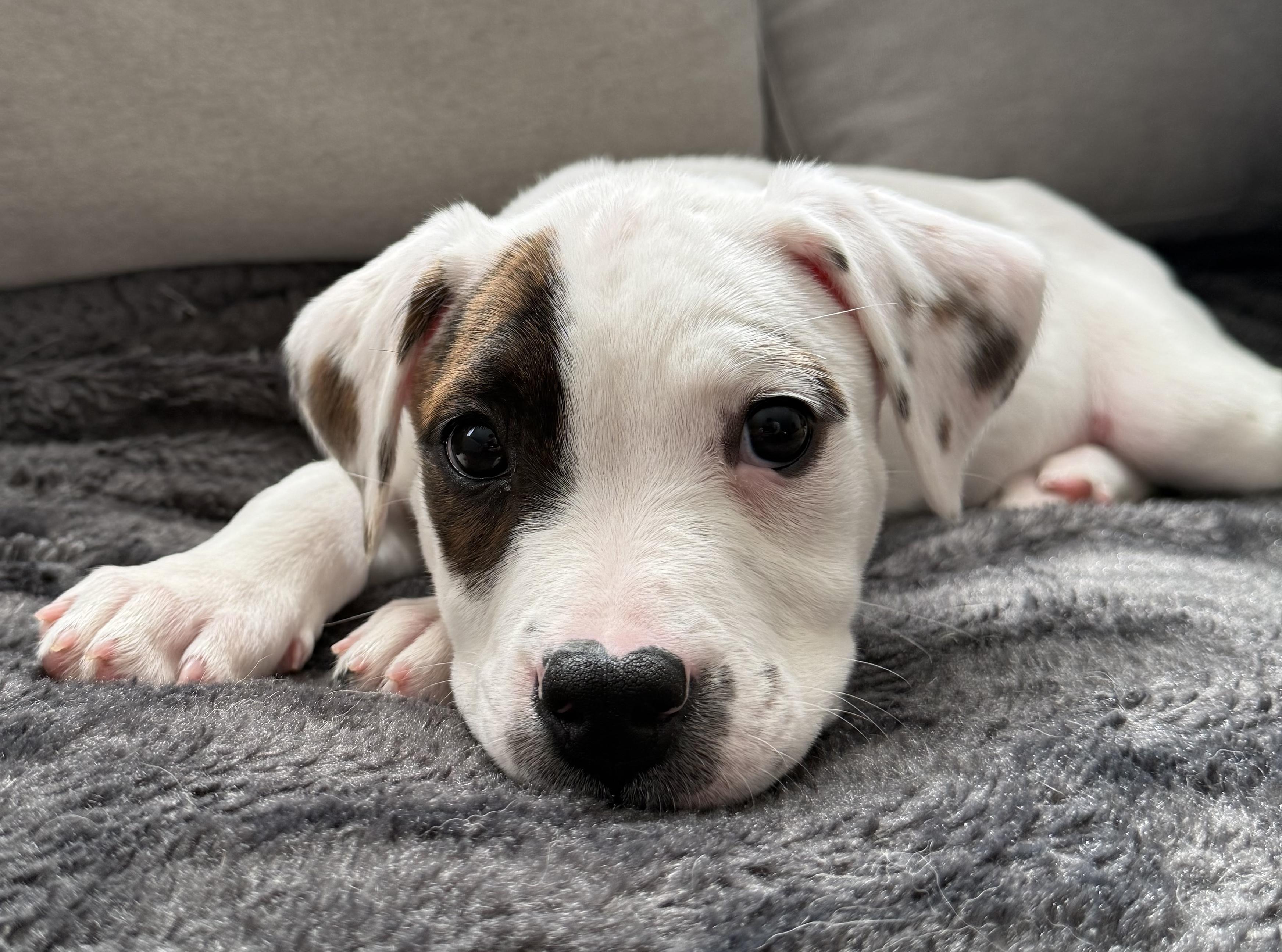 Jupiter, an adopted mixed breed in Crystal Lake, IL image 2/6