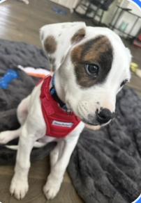 Jupiter, an adopted mixed breed in Crystal Lake, IL image 6/6