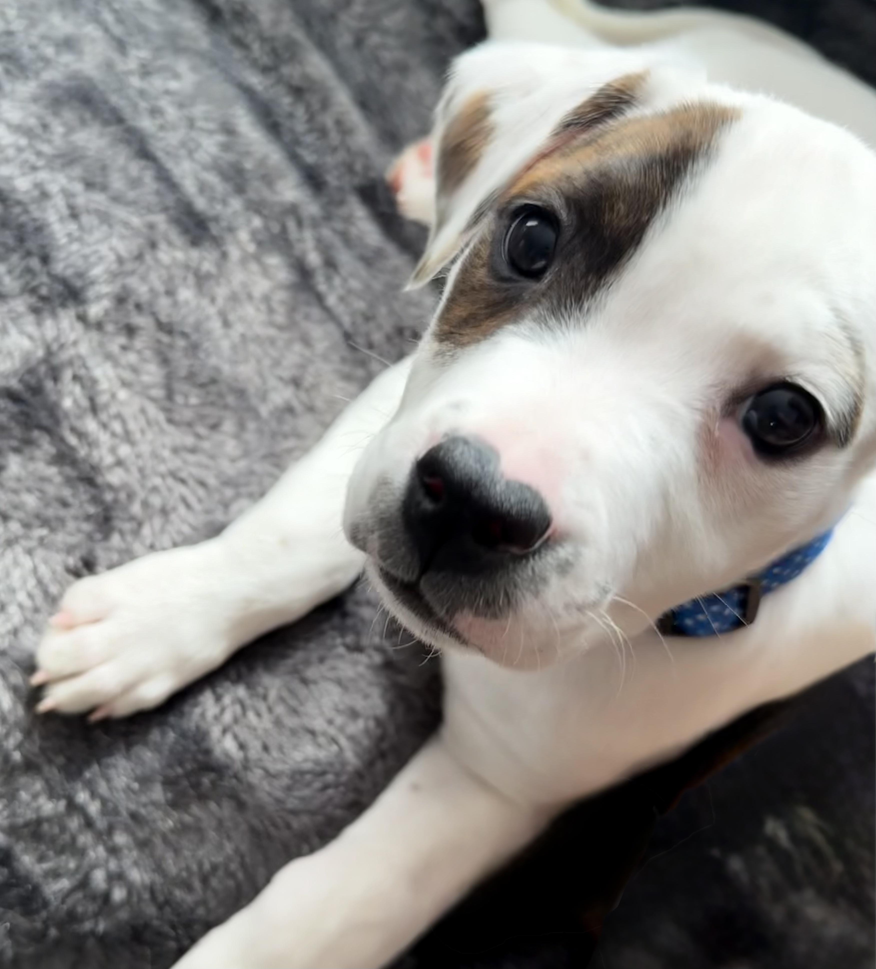 Jupiter, an adopted mixed breed in Crystal Lake, IL image 3/6