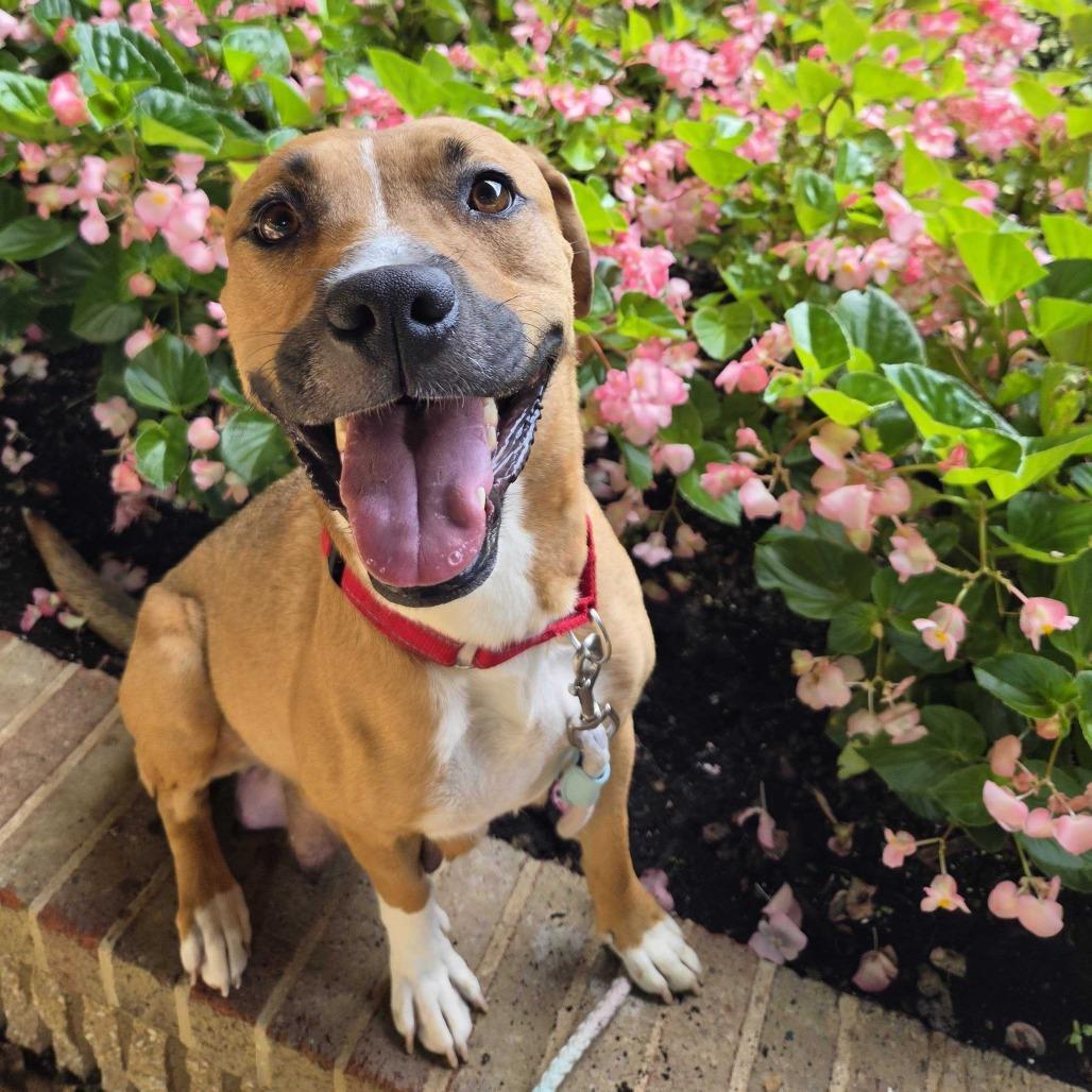 Enlarge Miami, a Adoptable mixed breed in Fairfax, VA image 1/6