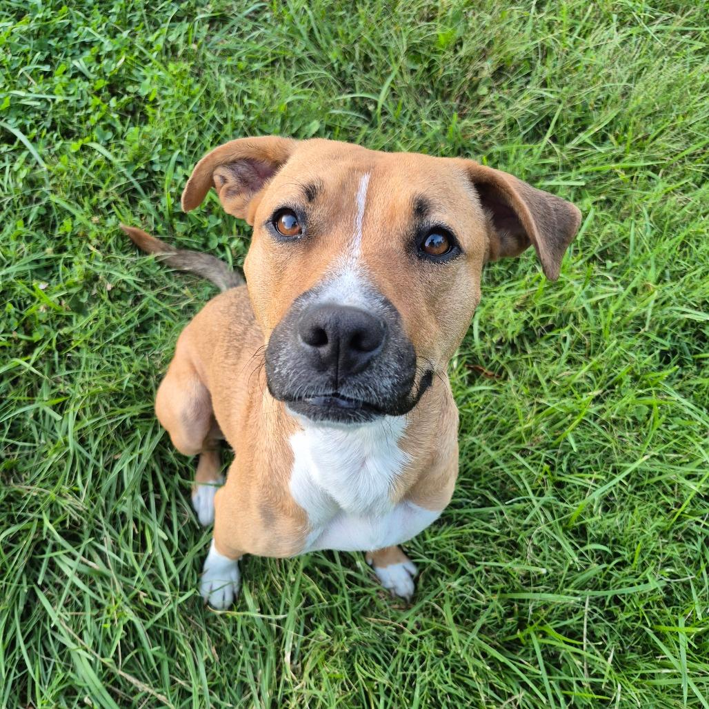 Enlarge Miami, a Adoptable mixed breed in Fairfax, VA image 2/6