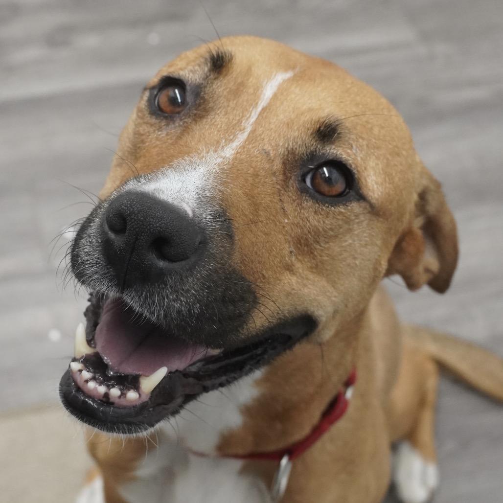 Enlarge Miami, a Adoptable mixed breed in Fairfax, VA image 3/6
