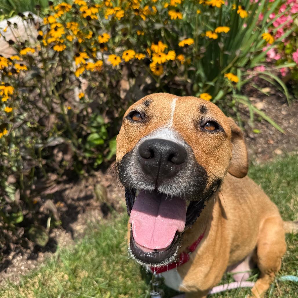 Enlarge Miami, a Adoptable mixed breed in Fairfax, VA image 4/6