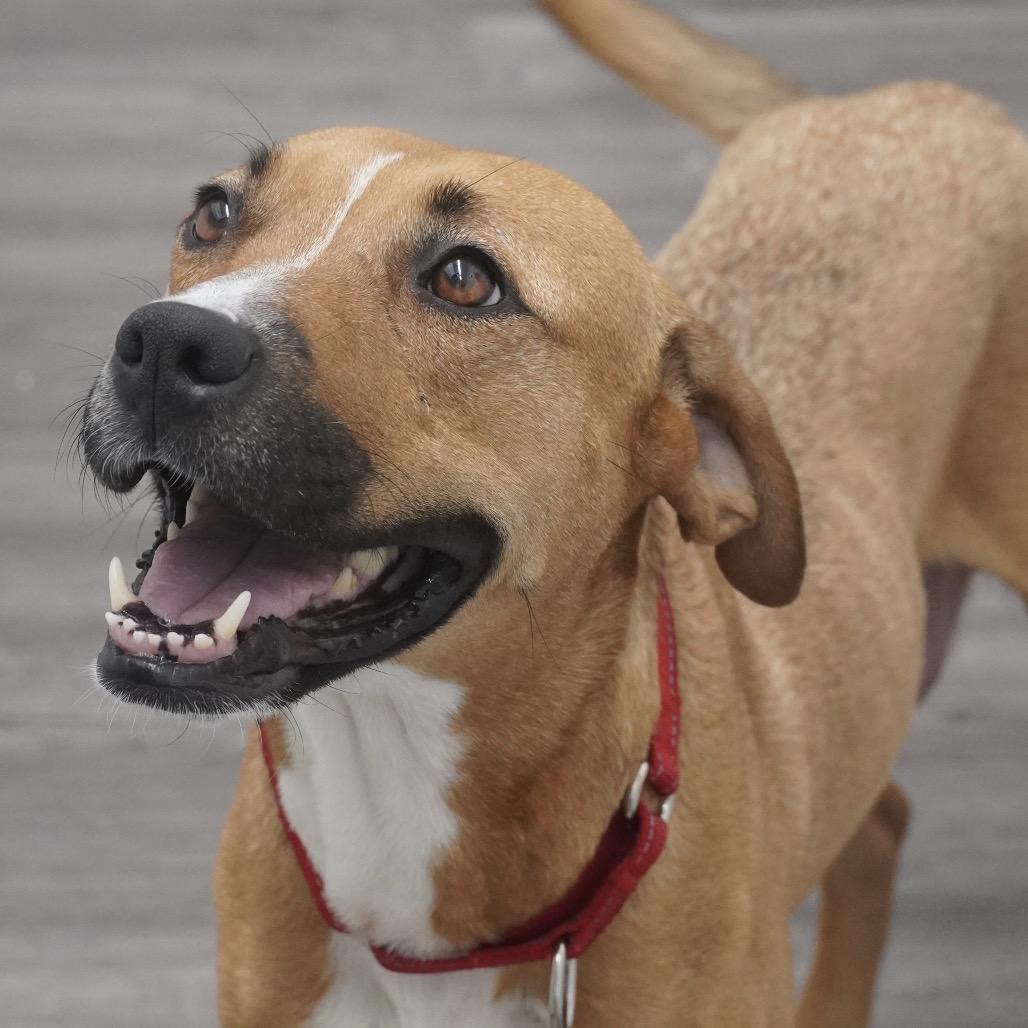 Enlarge Miami, a Adoptable mixed breed in Fairfax, VA image 5/6