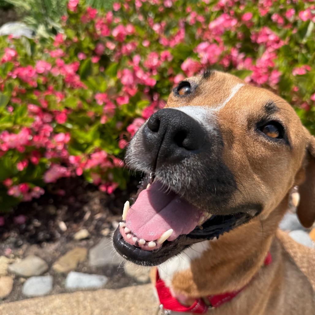 Enlarge Miami, a Adoptable mixed breed in Fairfax, VA image 6/6