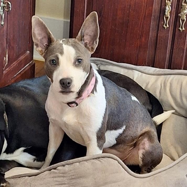 Milly, a ADOPTABLE mixed breed in Bridgewater, NJ image 1/5