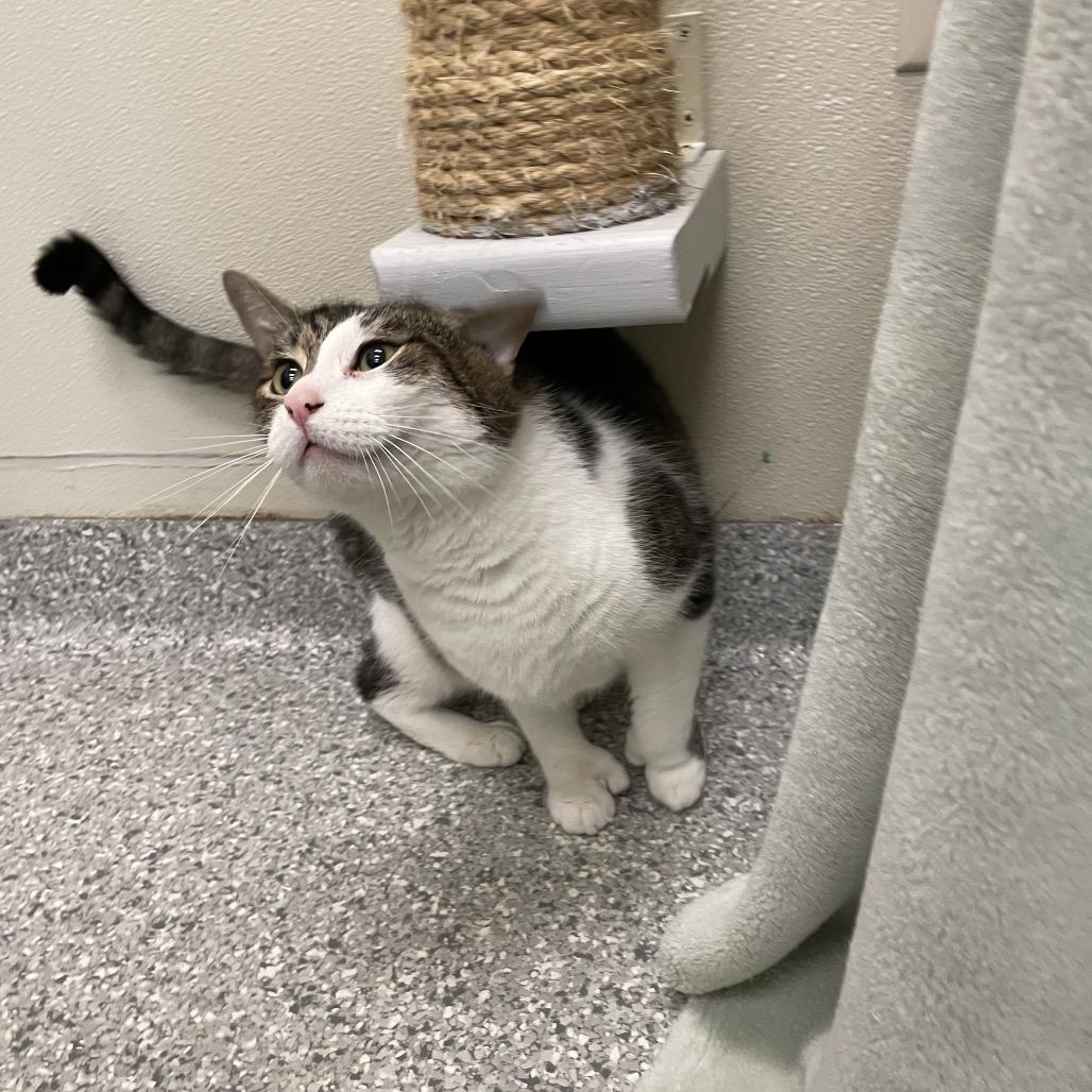 Enlarge Samee, a Adoptable Domestic Short Hair in Enfield, NH image 1/4