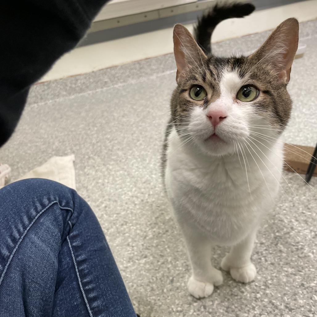 Enlarge Samee, a Adoptable Domestic Short Hair in Enfield, NH image 2/4