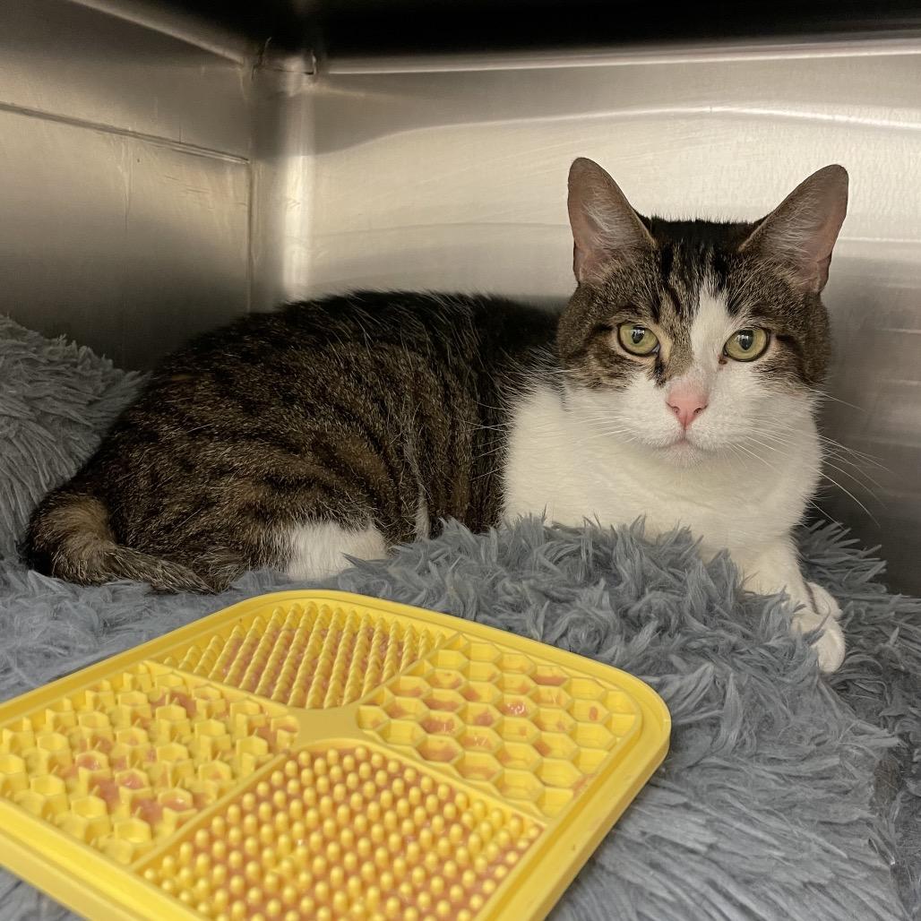 Enlarge Samee, a Adoptable Domestic Short Hair in Enfield, NH image 3/4