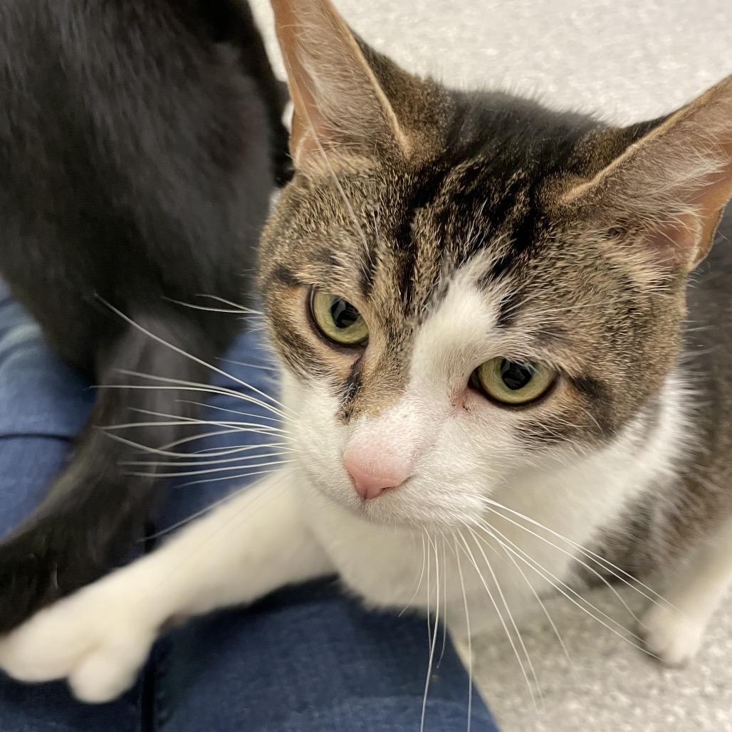 Enlarge Samee, a Adoptable Domestic Short Hair in Enfield, NH image 4/4