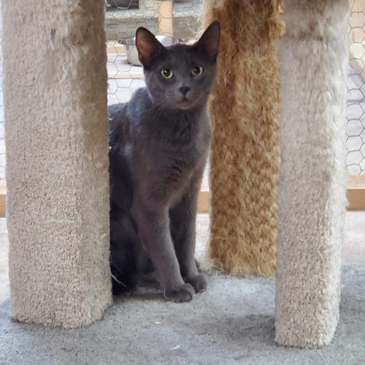 Tommie, an adoptable Domestic Short Hair in Faribault, MN_image-1