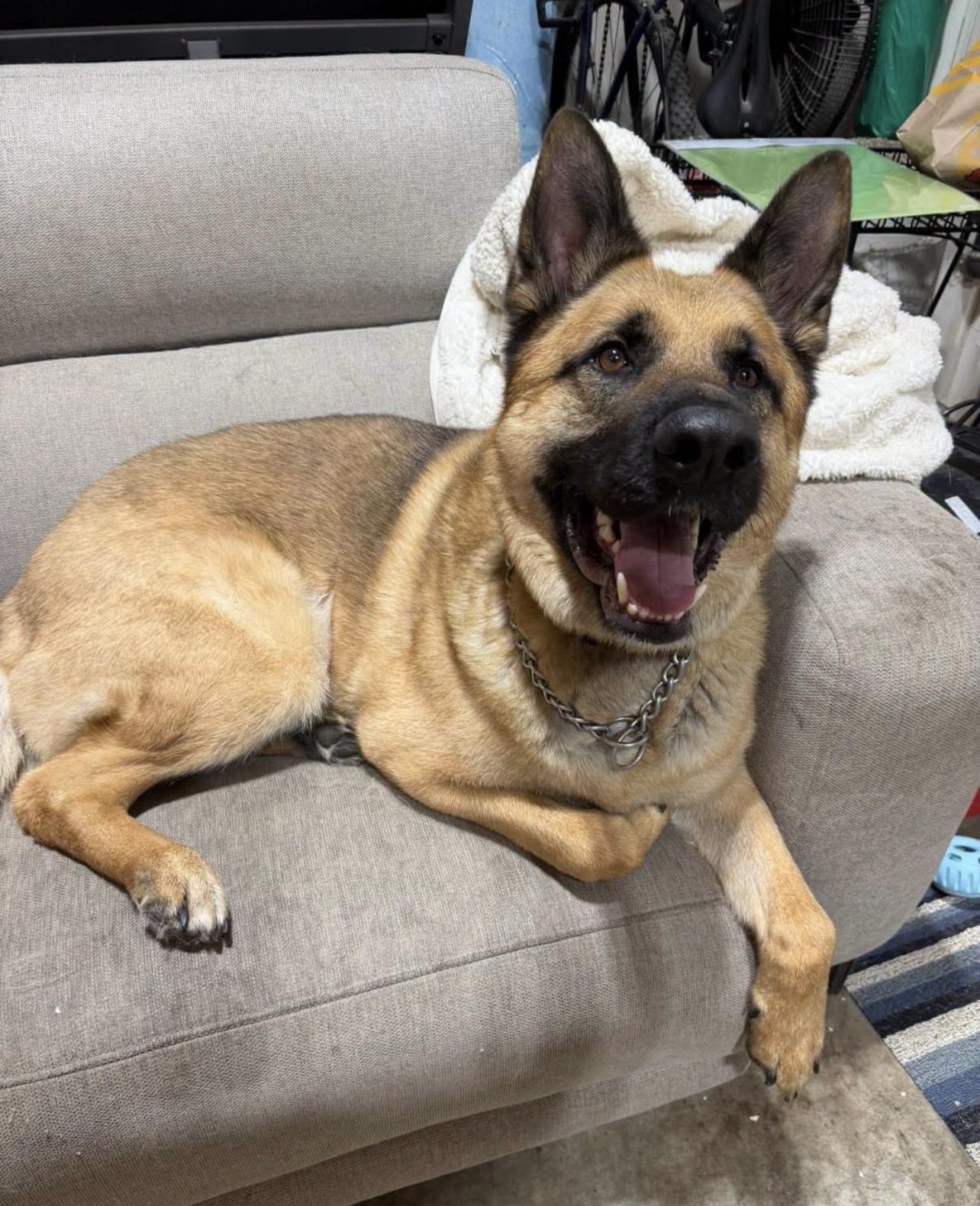 Barry, Adoptable, Adult Male German Shepherd Dog.