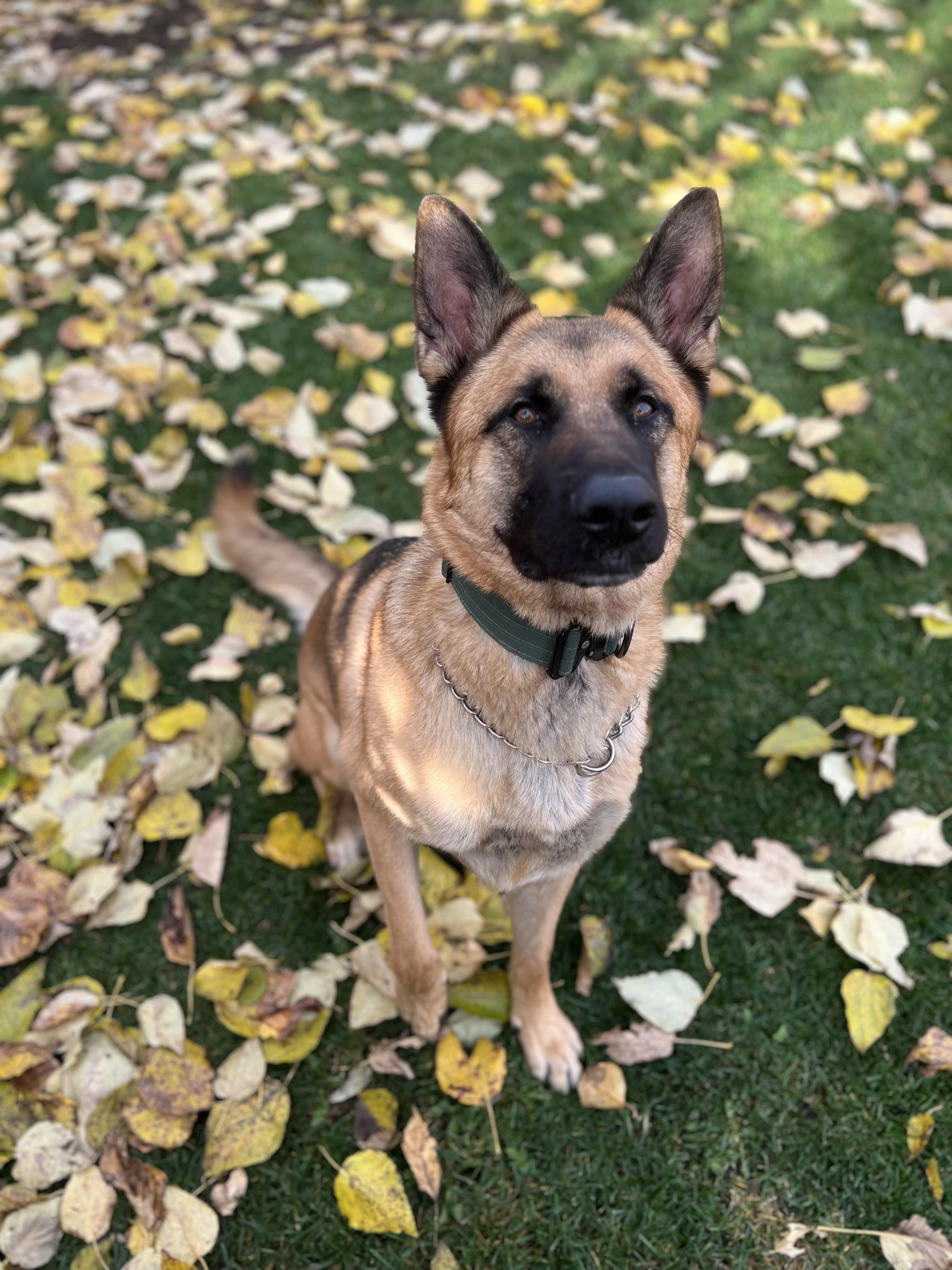 Barry, an adoptable German Shepherd Dog in Anchorage, AK, 99507 | Photo Image 1