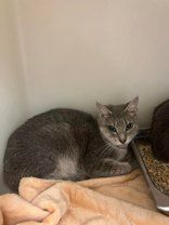 Enlarge Freckles, a Adoptable mixed breed in Erie, PA image 1/1