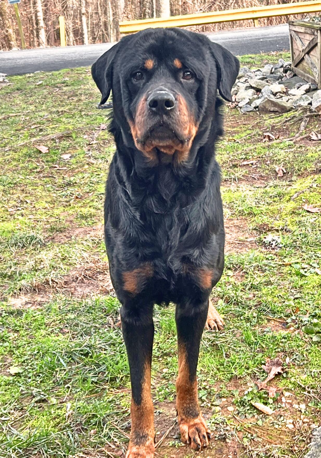 Iron , ADOPTABLE, Adult Male Rottweiler.