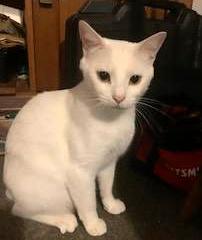 Frosty, Adoptable, Kitten Female American Bobtail & Domestic Short Hair.
