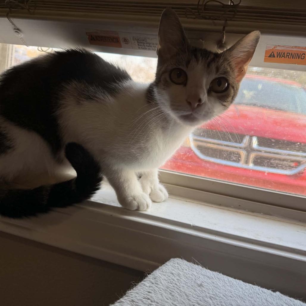 Enlarge Penelope, a Adoptable American Shorthair in mount vernon, AR image 1/1