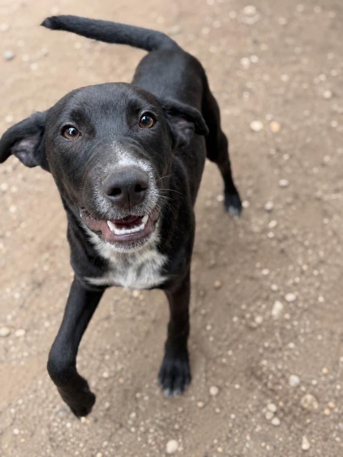 Enlarge Chase, a Adoptable mixed breed in Lindenhurst, NY image 1/1