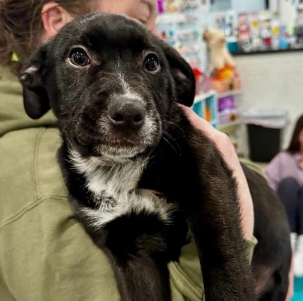 Enlarge Chase, a Adoptable mixed breed in Lindenhurst, NY image 1/1