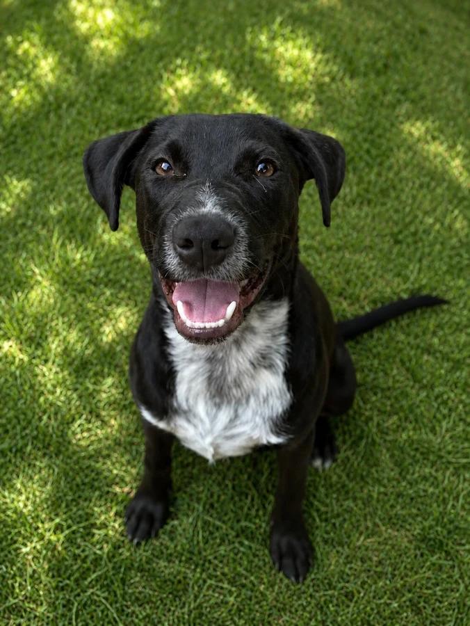 Chase, Adoptable, Puppy Male Retriever & Mixed Breed.