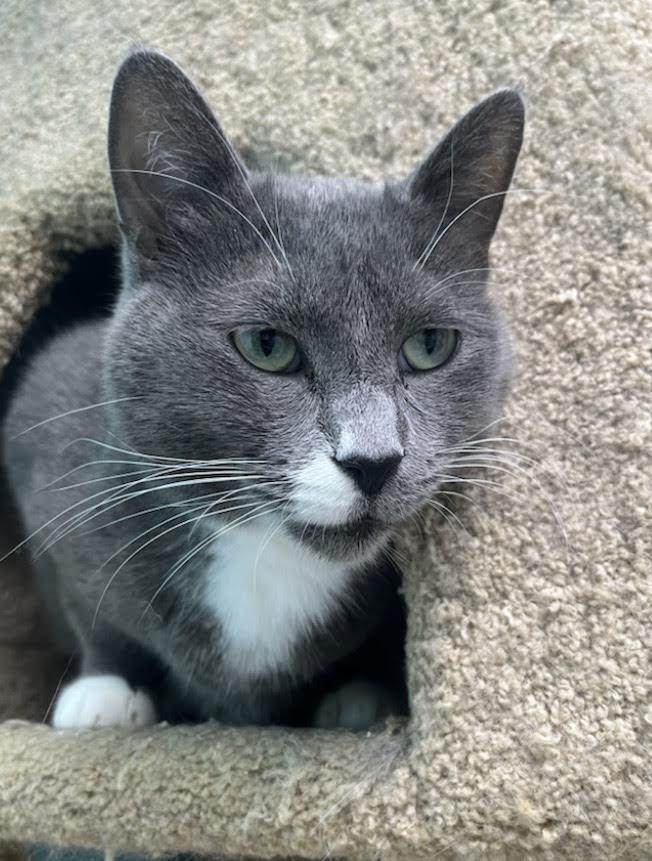 Andy, ADOPTABLE, Adult Male Domestic Short Hair.