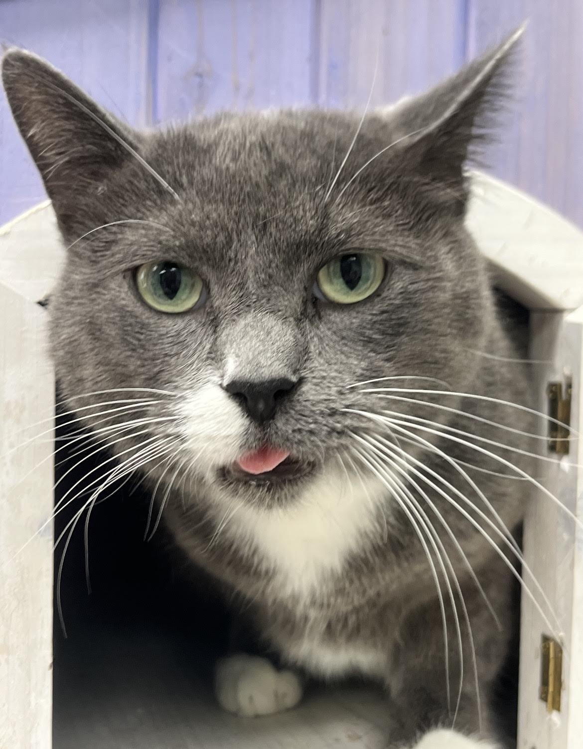 Andy, a ADOPTABLE Domestic Short Hair in Maryville, TN image 2/3