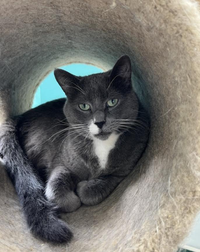 Andy, a ADOPTABLE Domestic Short Hair in Maryville, TN image 3/3