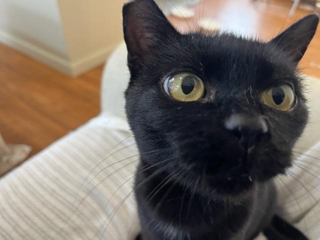 Enlarge Ms. Lady Hepburn is off the charts on Love!, a Adoptable Domestic Short Hair in Eagle Point, OR image 2/6