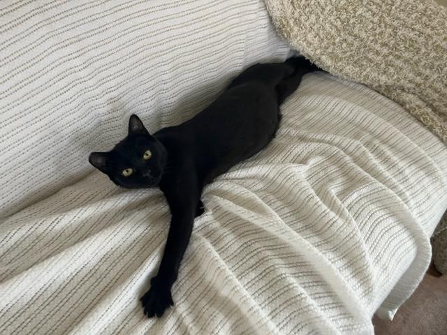 Enlarge Ms. Lady Hepburn is off the charts on Love!, a Adoptable Domestic Short Hair in Eagle Point, OR image 5/6