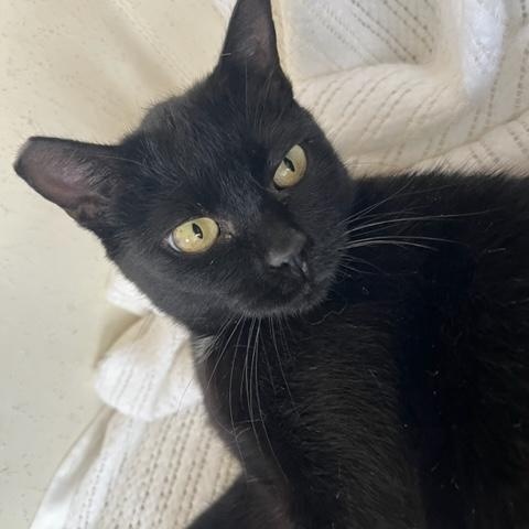 Enlarge Ms. Lady Hepburn is off the charts on Love!, a Adoptable Domestic Short Hair in Eagle Point, OR image 3/6