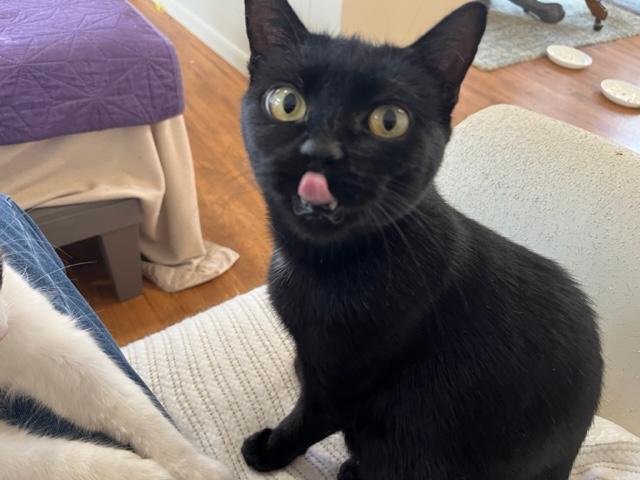 Ms. Lady Hepburn, Adoptable, Young Female Domestic Short Hair.